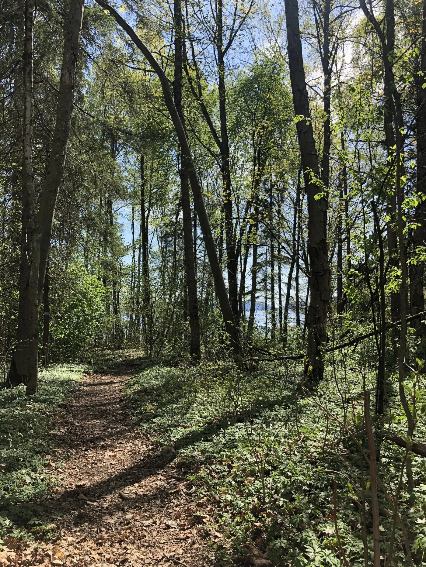 Turvei i skogen ved klinikken