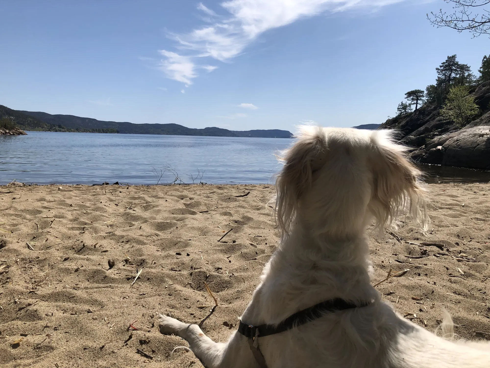 Hund på stranden